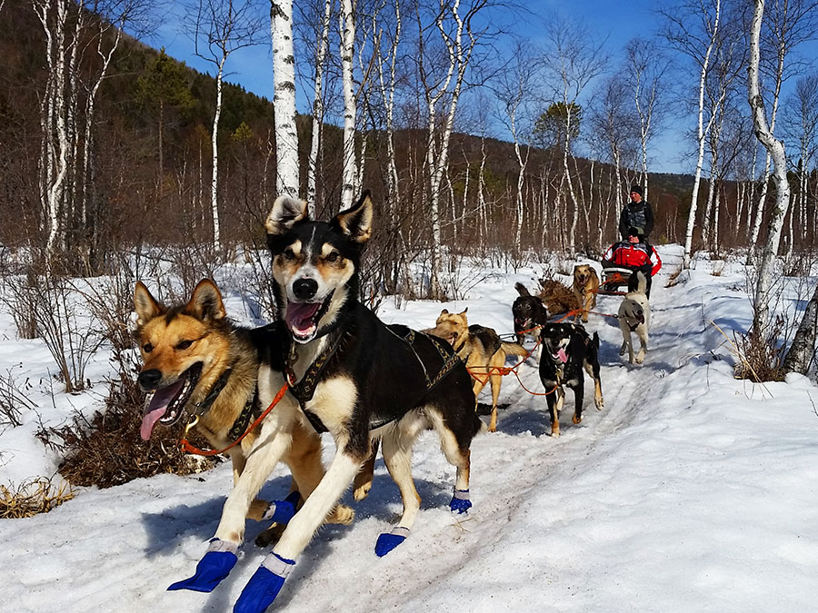 Собачьи упряжки на Байкале. Байкал зимой туры